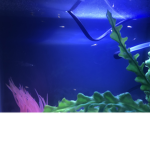 Fishy For life!