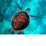Turtles_żółwiki