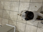 Like pugs ??? Join