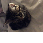 Jambi the cat fan page