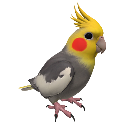Realistic Cockatiel Head Bird Pet (HD Textures)