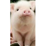 Pink ######