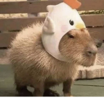 JustBirdys