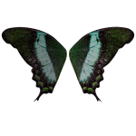 Emerald Swallowtail Butterfly