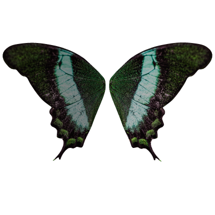 Emerald Swallowtail Butterfly