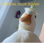 #Official duck squad