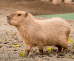 Capybara fans :DDDDD