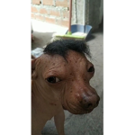 Dog Dancing Fan Page