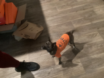 The dog and strawberry duo