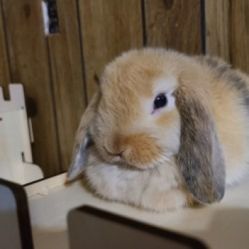 BunnyLover's Place
