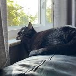 Sad Cat Funeral