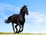Pony Squad Group
