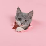 Cat people this is for you