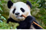 -panda squad -