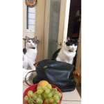 I gatti di James fan Stef e phere e Lore.