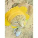 A cult for my kitty named Mango