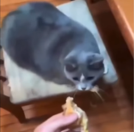 borger cat