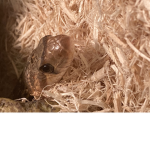 Noodle snake