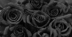 Black Rose!!!