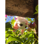 Dʀᴇᴀᴍ ᴀɴɢᴇʟsシ
