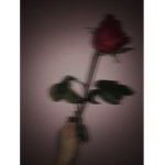 r o s e s g r o u p