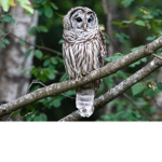 Tiny Owls!! :)