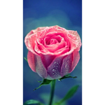The Gaming Sunflower Rose