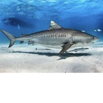 HungryShark909 Gaming Fan Club