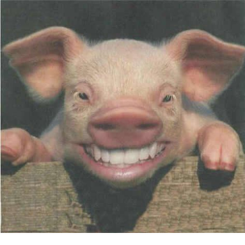 basically every piggy clone ever