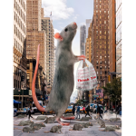 THE new york rats