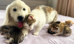 DOGS PUPPIES CATS AND KITTENS