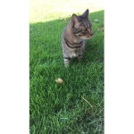 Group to talk to talk because why not (cat lol)