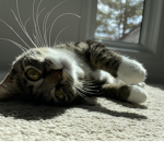 Kittyclubthatiscool