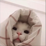 Cotton lemon