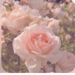 Group flowers :)