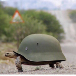 The grand Turtle empire