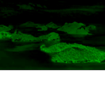 The Overseer Archipelago