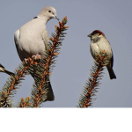 Doves And Sparrows