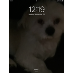 My dog is the best world