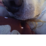 Wut da dawg doin