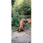 vizsla walk