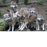Wolfie's Pups