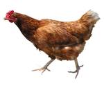 Chicken Fans=Chicken