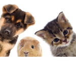 Animal Factory