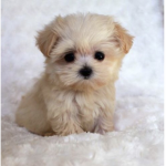 Puppy Power Yay