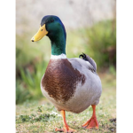 Duck fans..