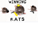 Winning rats