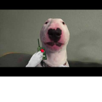 Walter dog group