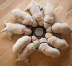 Puppy daycare*