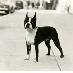 |Boston Terriers|